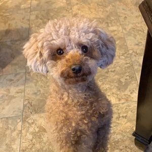 Meet your Posher, Mash